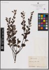 Foto von Salix aurita L.